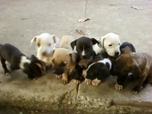 PitbullPuppies